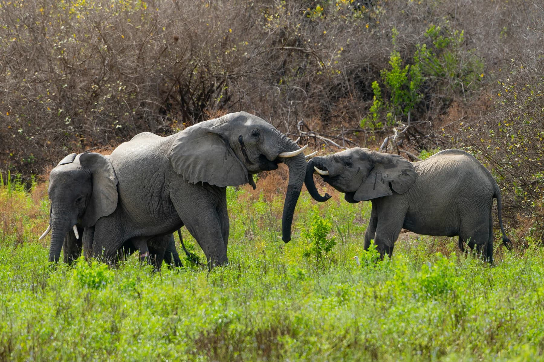 Elephants together in green grass