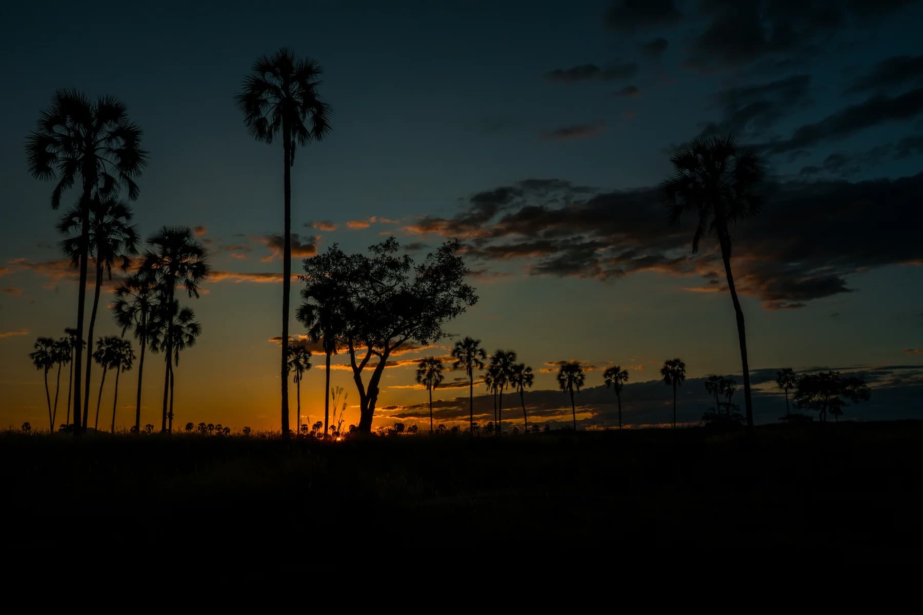 Palm silhouettes at sunset in Ruaha