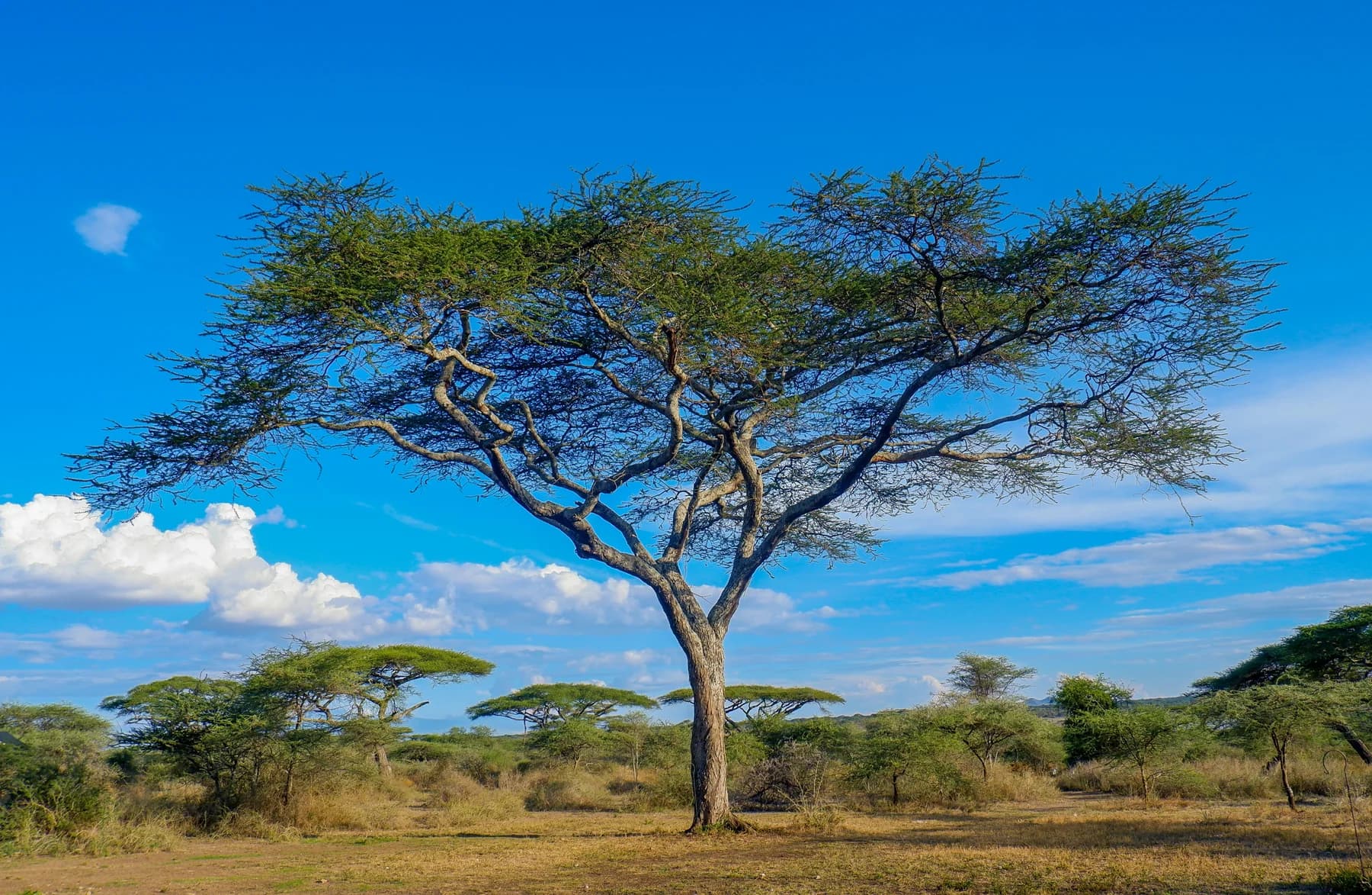 A wide acacia canopy on the Serengeti plains