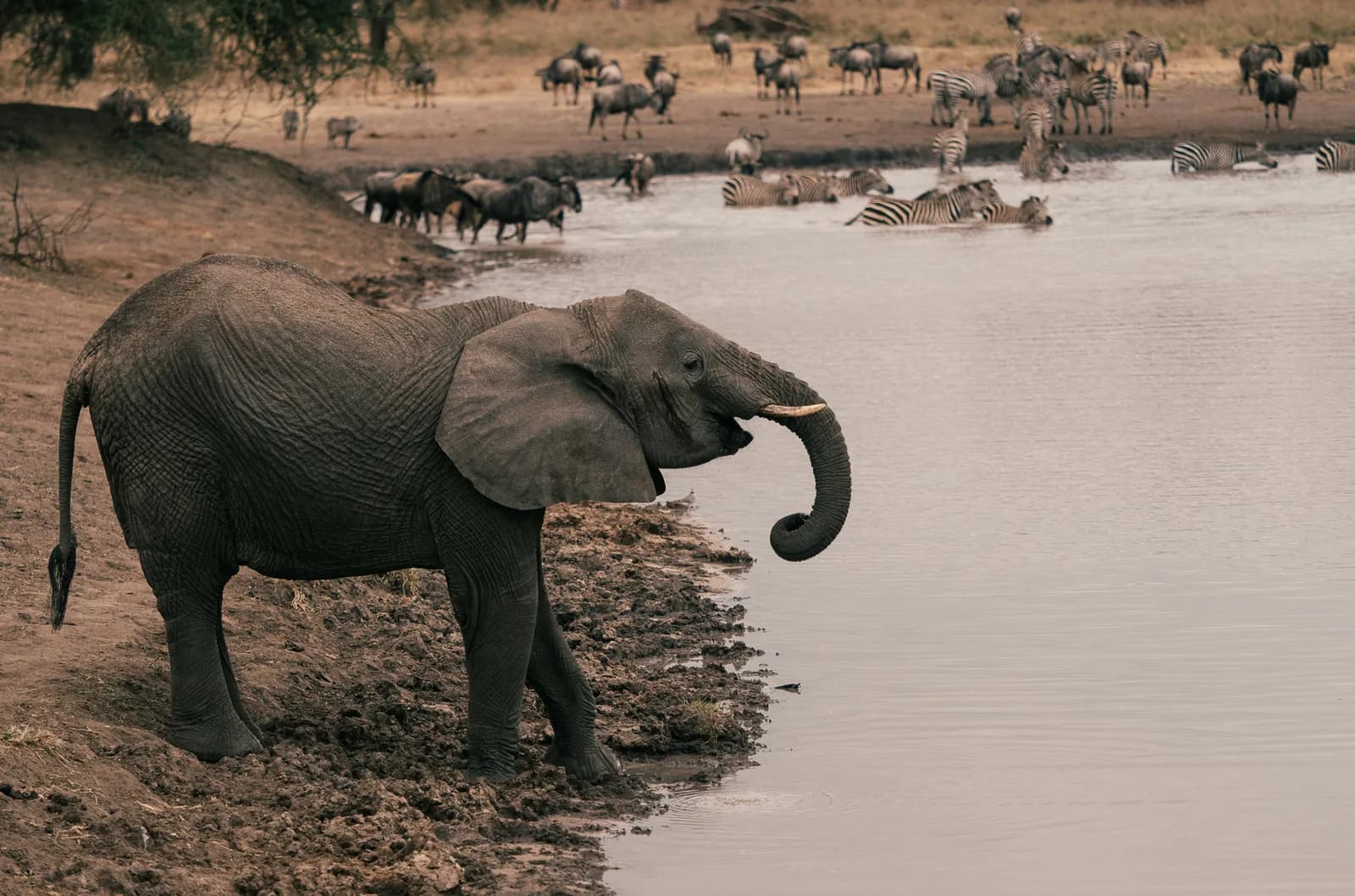 An elephant drinking at a watering hole in Tanzania