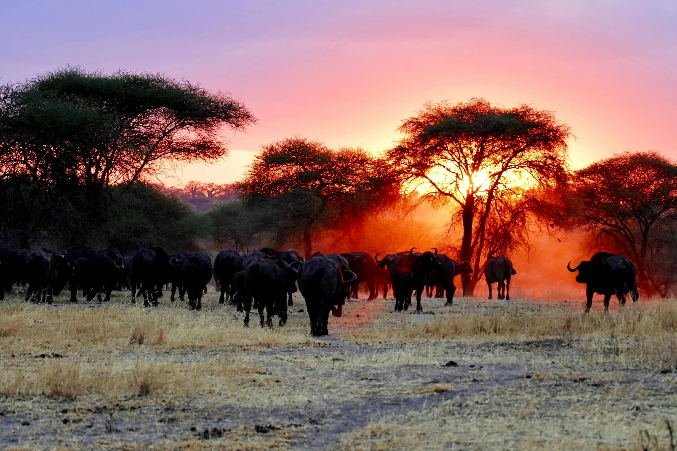 Buffalo beneath acacia trees at sunset in Tarangire