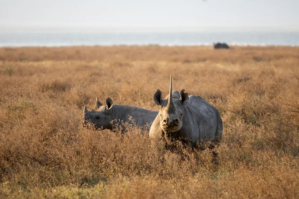 Two rhinos in Ngorongoro Crater