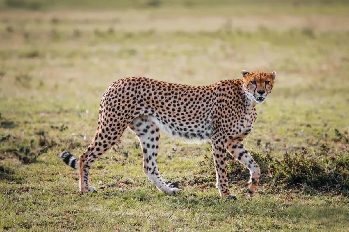 Cheetah walking through pale grass