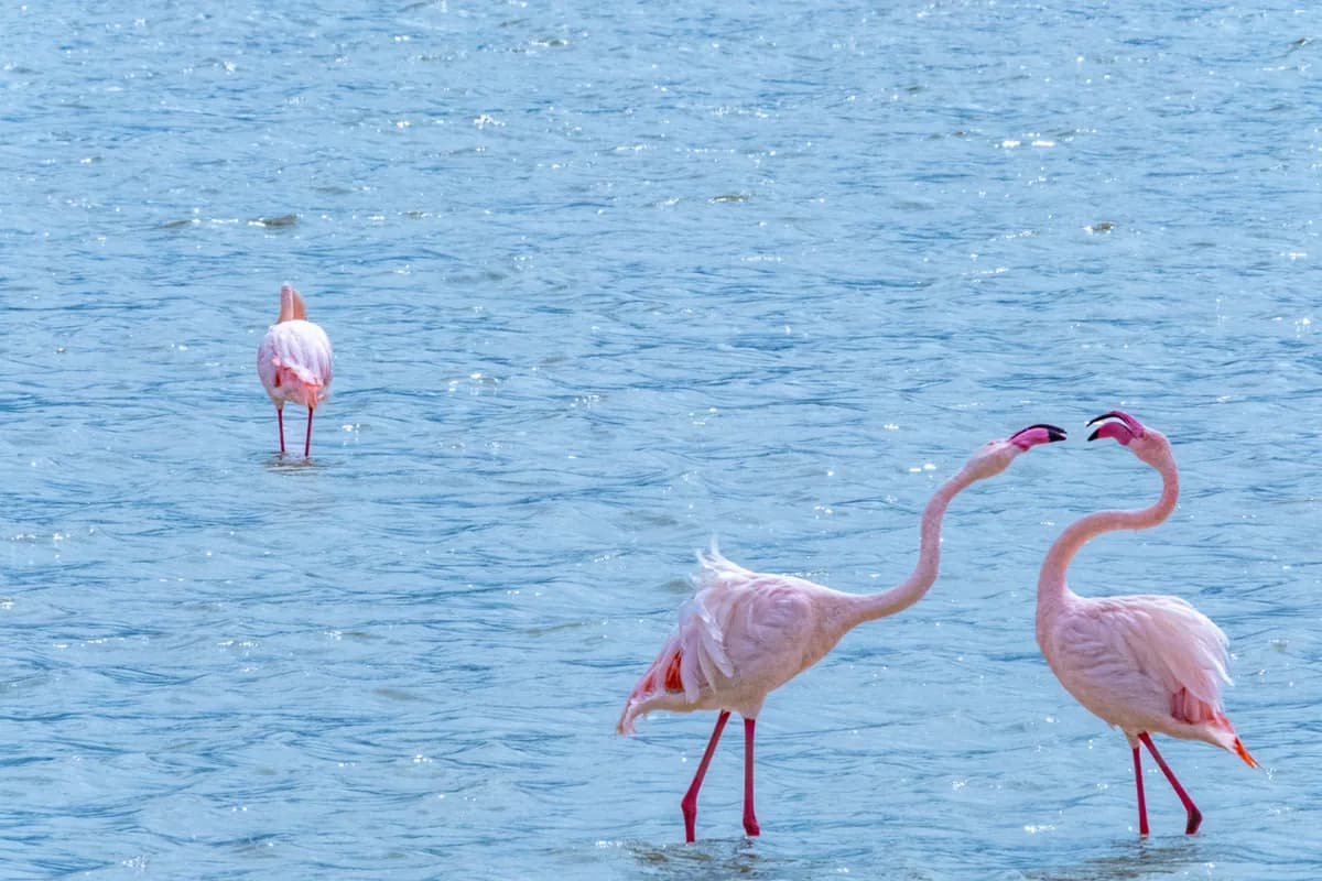 Flamingos wading through a shallow blue lake