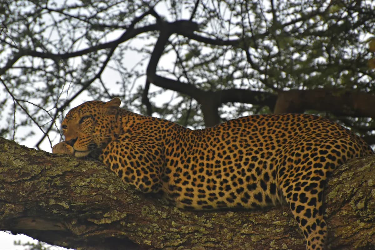 Leopard resting along a broad tree branch