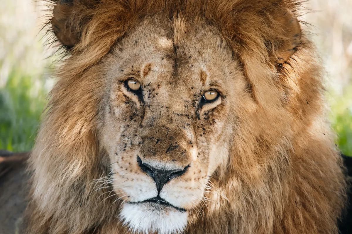 Close portrait of a male lion