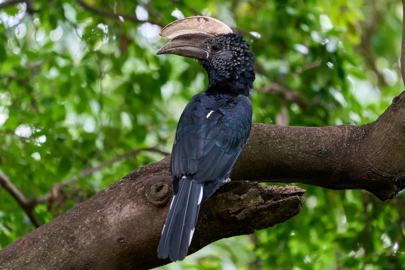 Hornbill perched on a branch