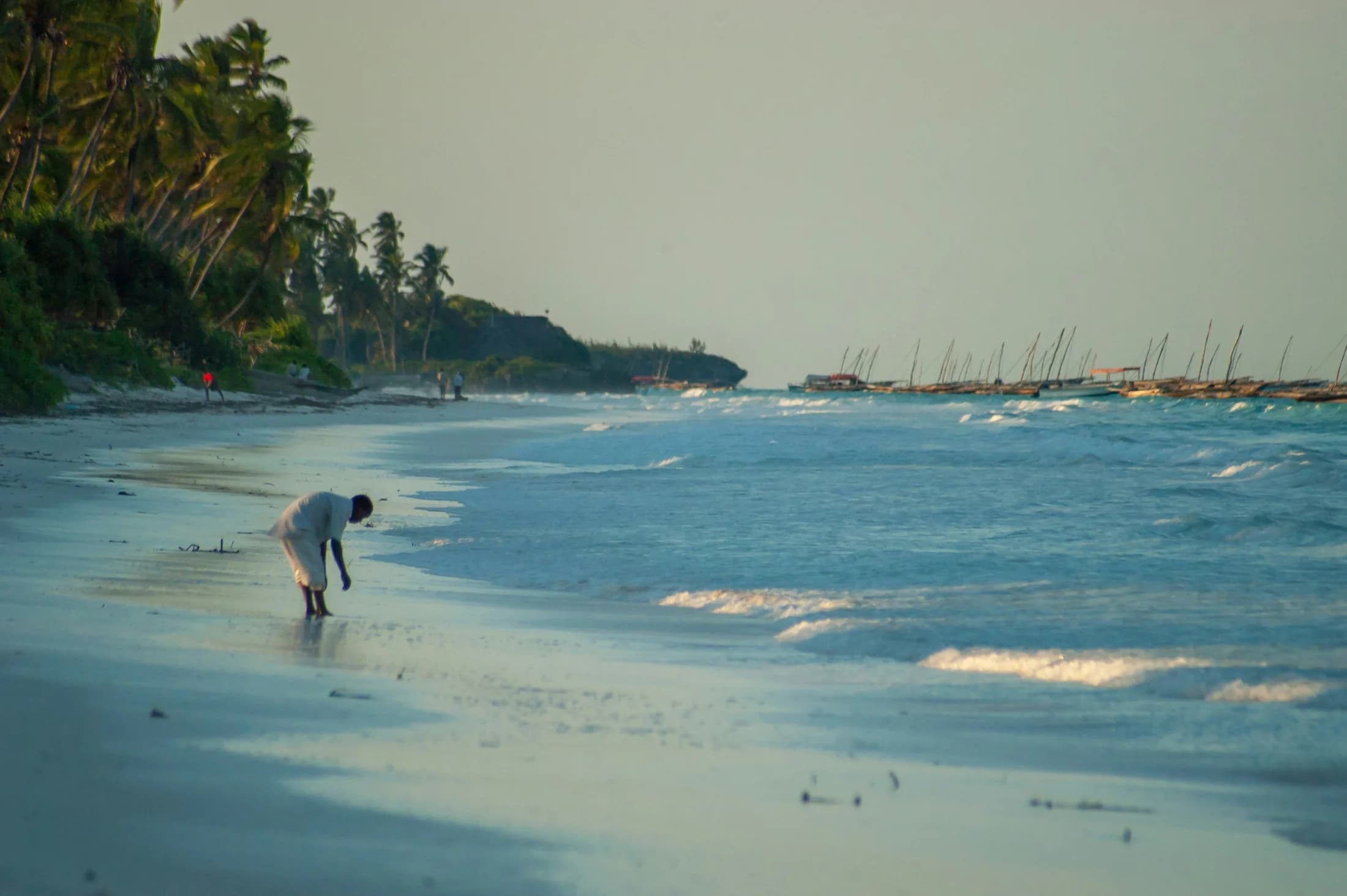 A person gathering shells along the palm-lined shore at Matemwe Beach, Zanzibar