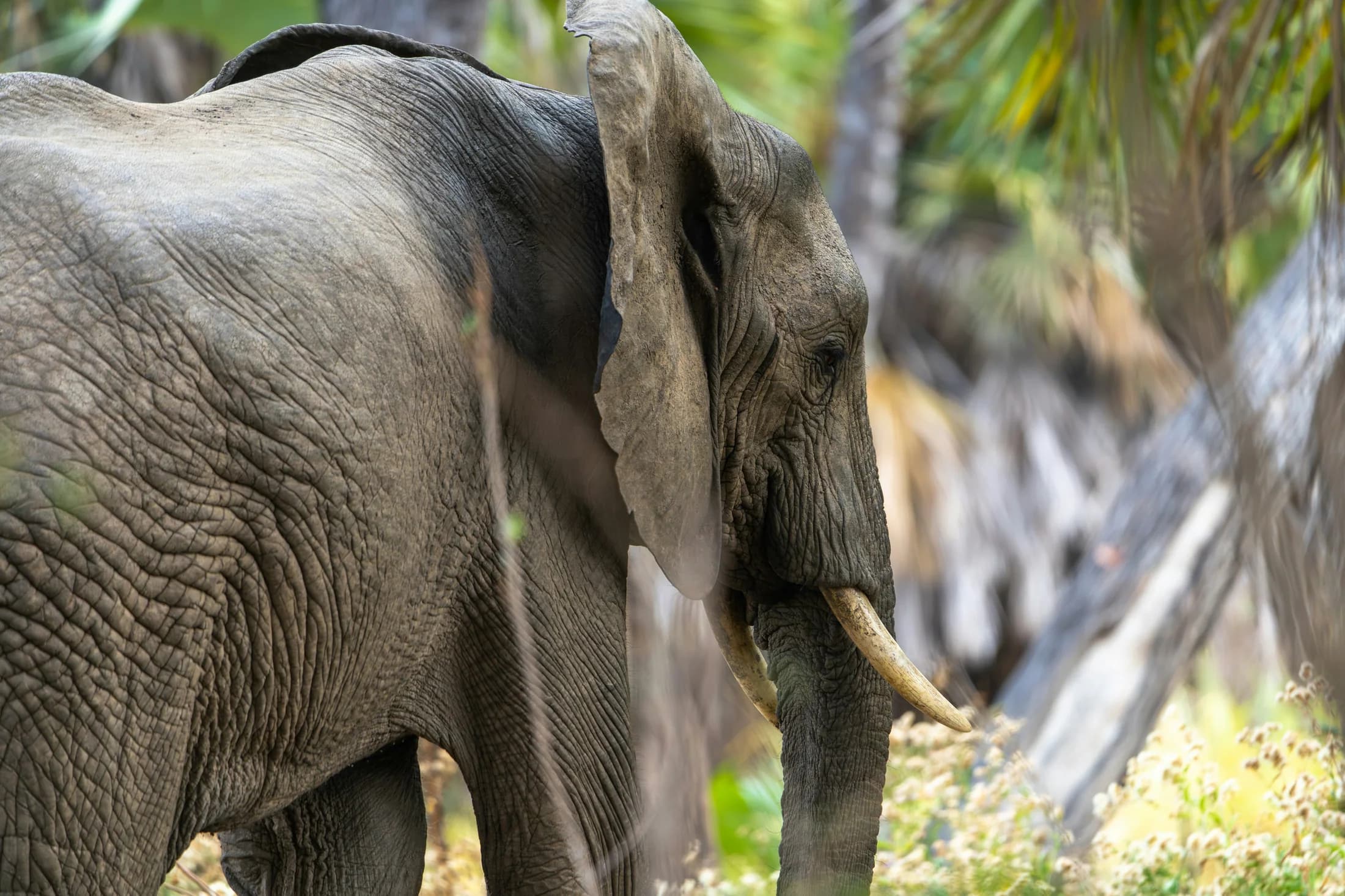 An elephant walking through vegetation in Nyerere National Park