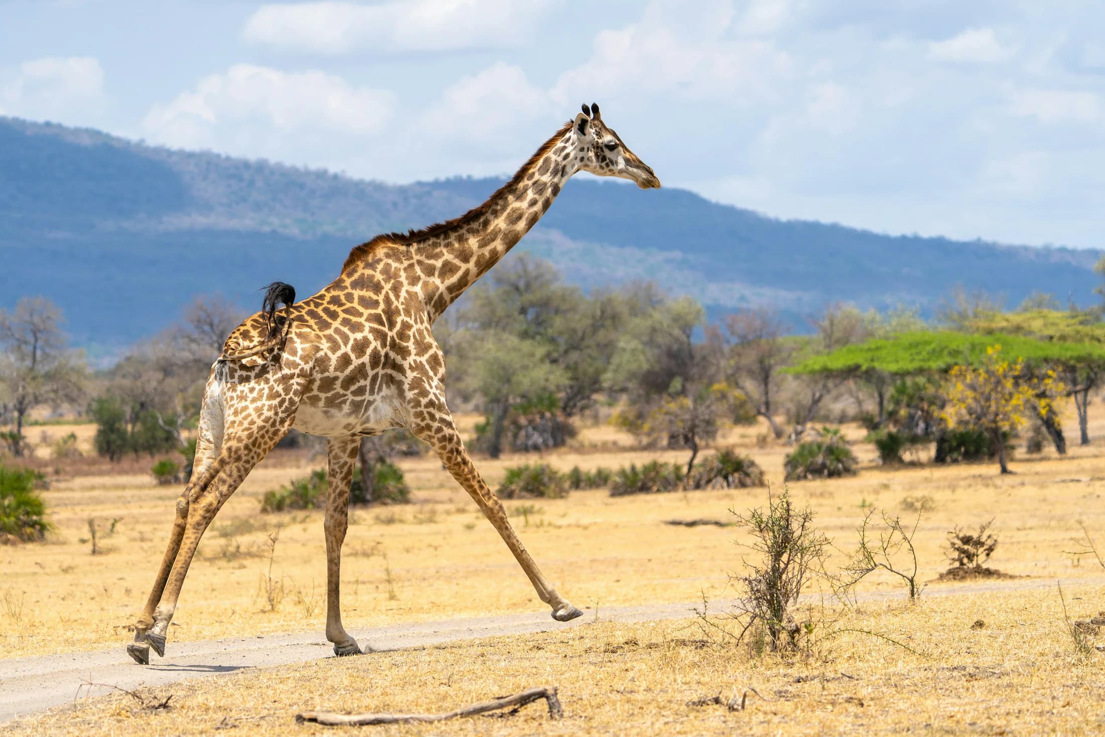 A giraffe crossing a sandy road in Nyerere National Park
