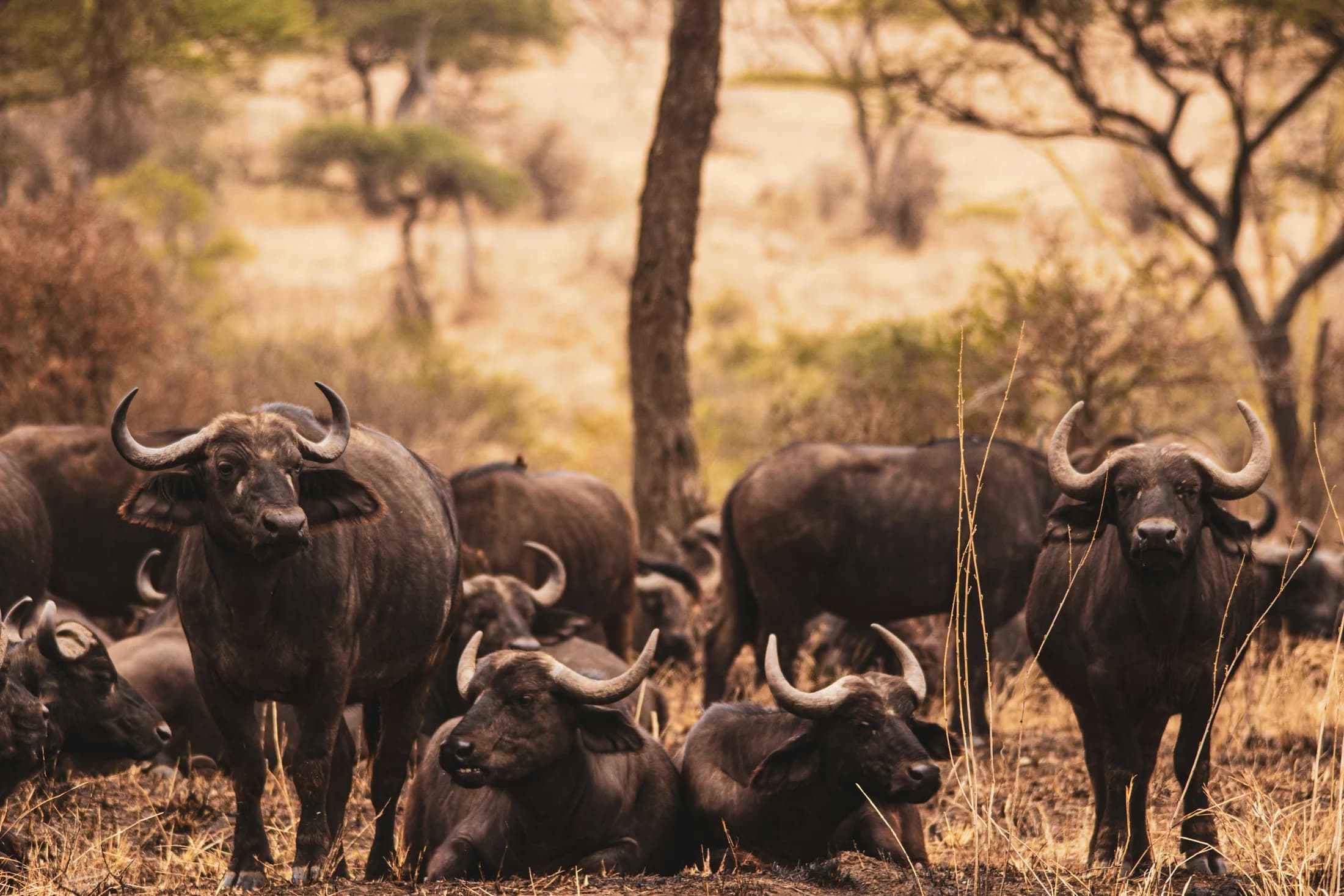 Buffalo gathered beneath acacias in dry Serengeti woodland