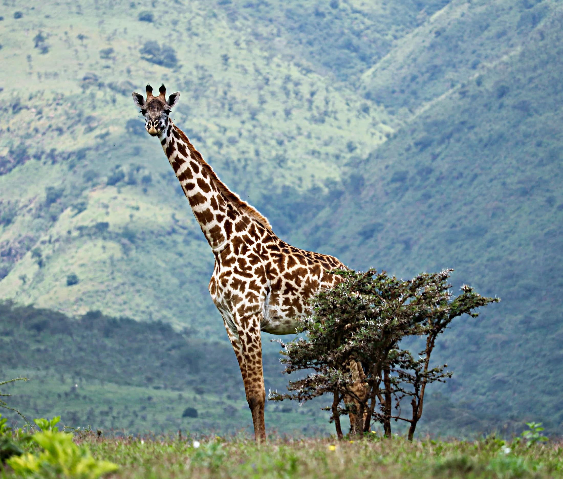 A giraffe against a green escarpment in the Serengeti