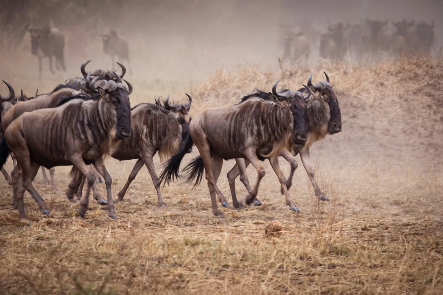 Wildebeest moving across Serengeti grassland